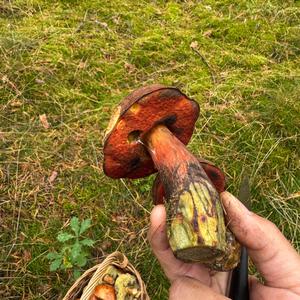 Unknown Species