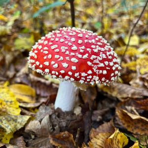 Fliegenpilz