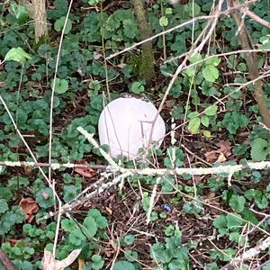 Unknown Species