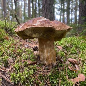 Unknown Species