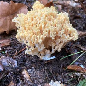 Unknown Species
