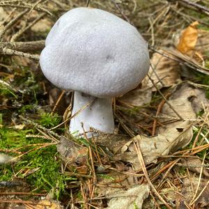 Unknown Species