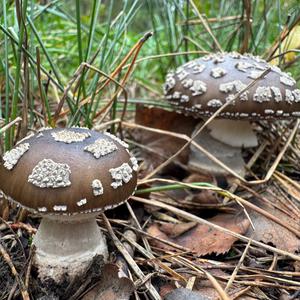 Unknown Species