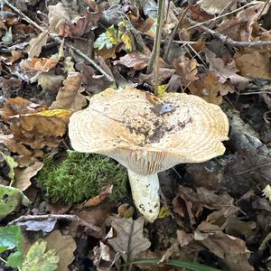 Unknown Species