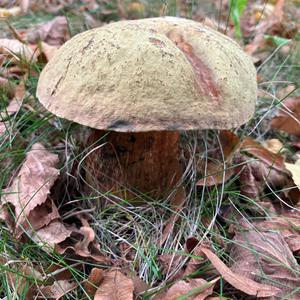 Unknown Species
