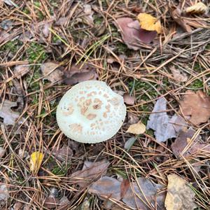 Unknown Species