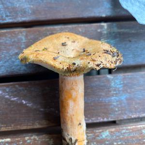 Unknown Species