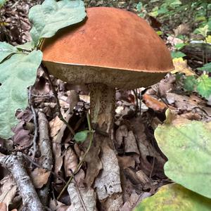 Unknown Species