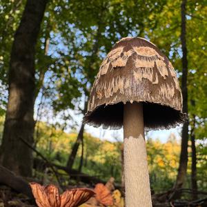 Unknown Species