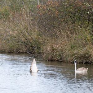 Höckerschwan