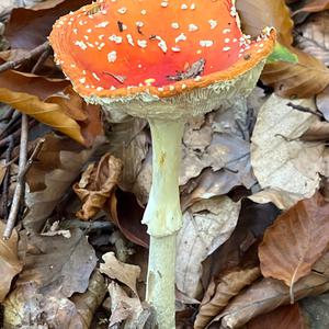 Fliegenpilz