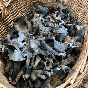 Horn of Plenty