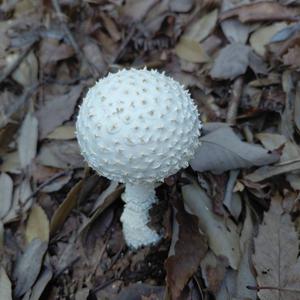 Citron Amanita