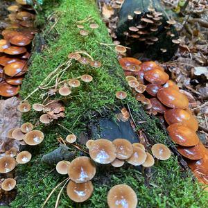 Changing Pholiota