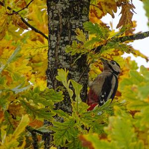 Great Spotted Woodpecker