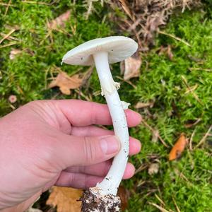 Unknown Species