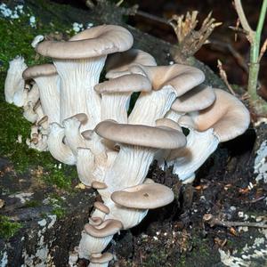 Unknown Species