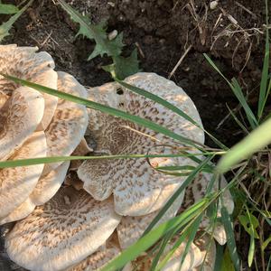 Unknown Species