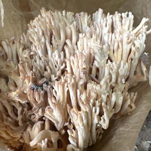 Unknown Species