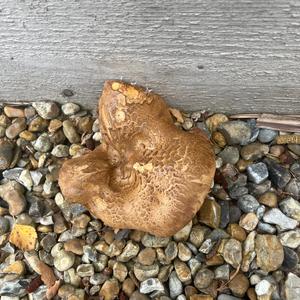 Unknown Species