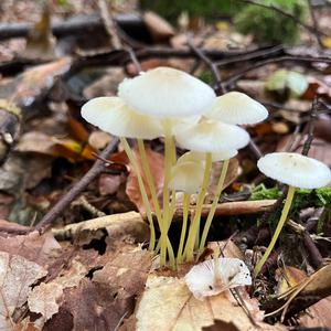 Unknown Species