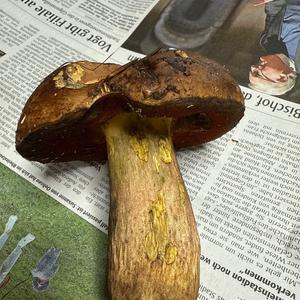 Unknown Species