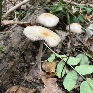 Unknown Species