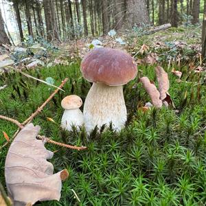 King Bolete
