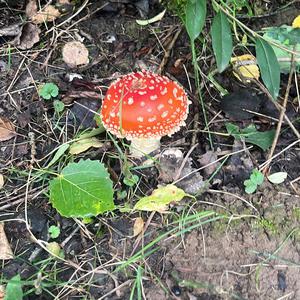 Fly Agaric
