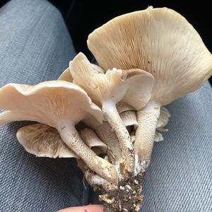 Unknown Species