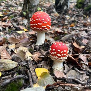 Fly Agaric