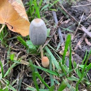 Unknown Species