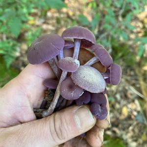 Amethyst Deceiver