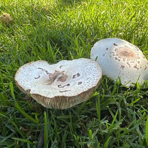 Unknown Species