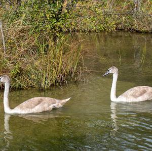 Höckerschwan