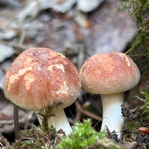 Ziegelroter Schwefelkopf