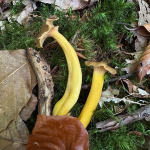 Chanterelle, Common