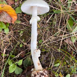 Spitzhütiger Knollenblätterpilz