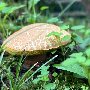 Red-cracked Bolete