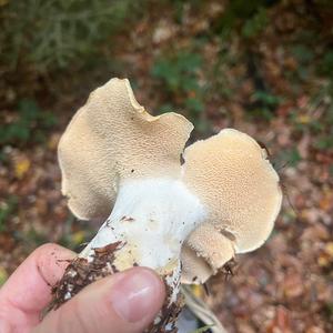 Semmelstoppelpilz