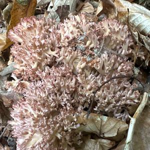 Unknown Species
