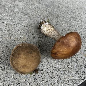 Unknown Species