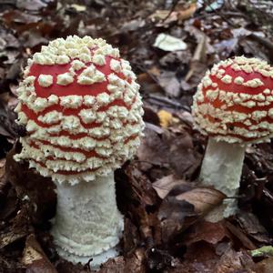 Fly Agaric