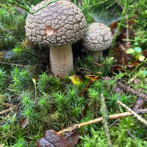 Unknown Species