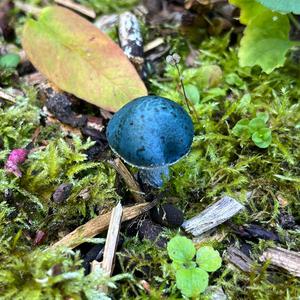 Unknown Species