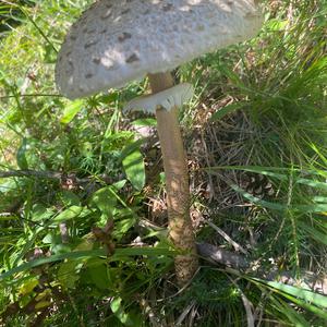 Parasol
