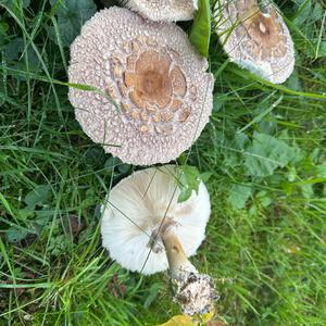 Unknown Species