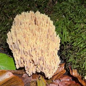 Unknown Species