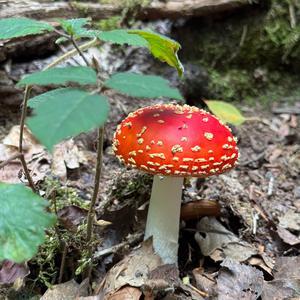 Fly Agaric