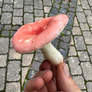 Unknown Species